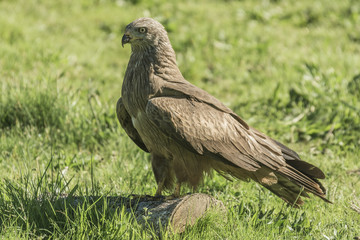 black kite
