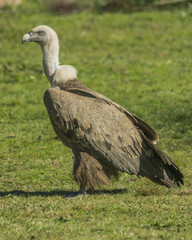 griffon vulture