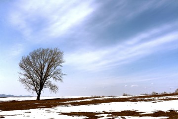 残雪の美瑛と哲学の木