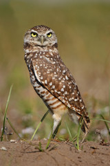 Burrowing Owl standing on the ground