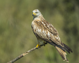 red kite