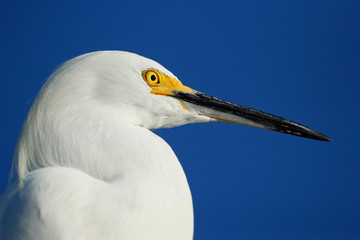 Portrait of Snowy Egret