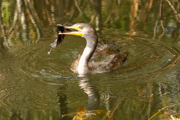 Double-crested Cormorant with a fish