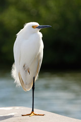 Snowy Egret