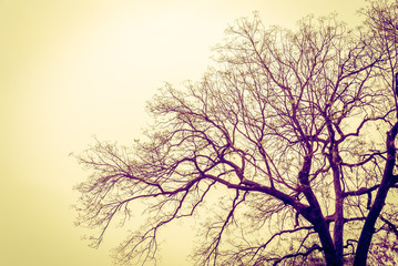 Plakat Tree with branches - Vintage effect style pictures