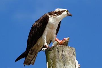 Osprey with a catch on a light pole
