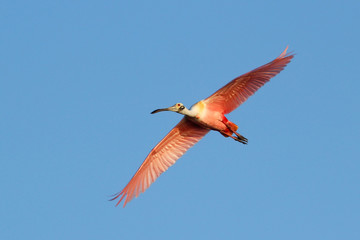 Roseate Spoonbill flying in blue sky