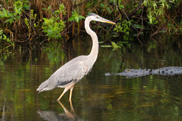 Great blue heron and alligator