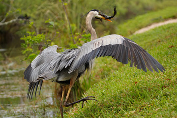 Great blue heron with a catch