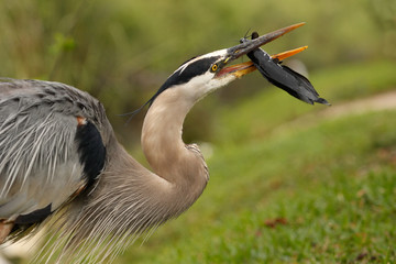 Portrait of Great blue heron eating fish
