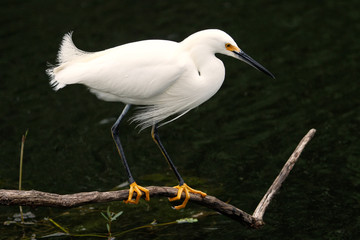 Snowy Egret