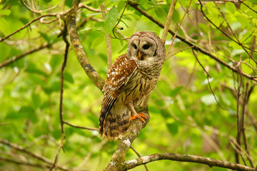 Barred owl (Strix varia) sitting on a tree