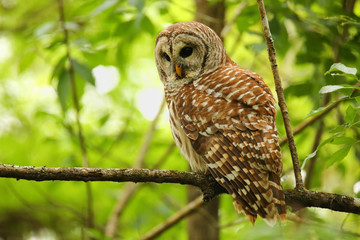 Barred owl (Strix varia) sitting on a tree
