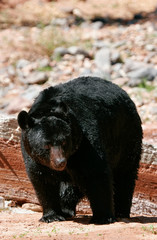 American black bear walking