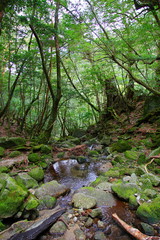 屋久島　白谷雲水峡