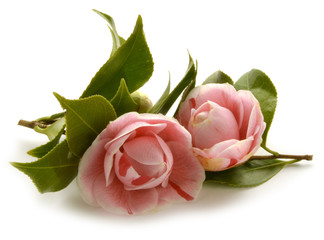 Naklejka premium ツバキ属 Camellia Kamelien Camélia Камелия كاميليا