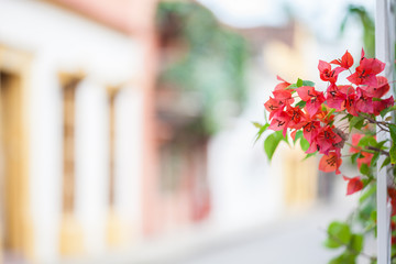 Buganvilia y hermosas fachadas de las casas coloniales de la ciudad amurallada de Cartagena de...