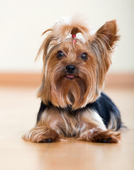   Yorkshire Terrier laying on  floor