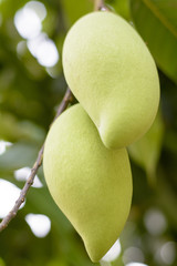 Mango pairs