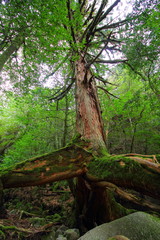 屋久島　白谷雲水峡