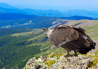 Fototapeta premium Griffon in wildness area