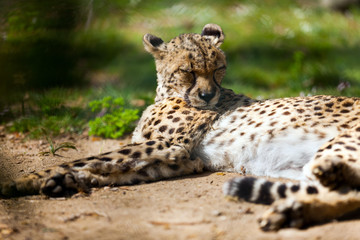 Naklejka na ściany i meble Cheetah lying over ground