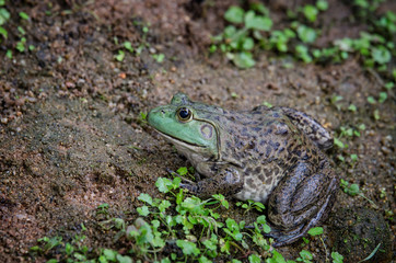 Bullfrog (Rana Catesbeiana) sitting on the ground