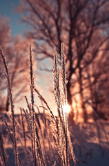 The dry grass in frost