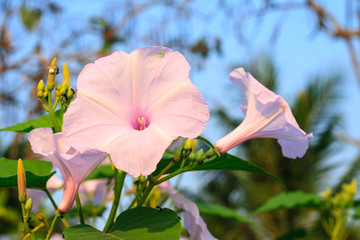 Morning Glory Tree or Ipomoea carnea flowers 
