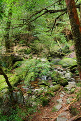 屋久島　白谷雲水峡