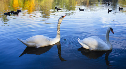 Gracefull swans floating on water