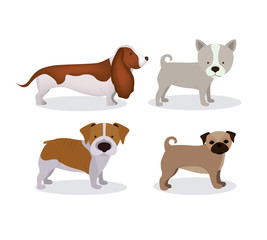 Pet design