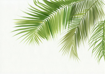 Fototapeta na wymiar Palm leaves isolated