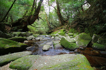 屋久島　白谷雲水峡
