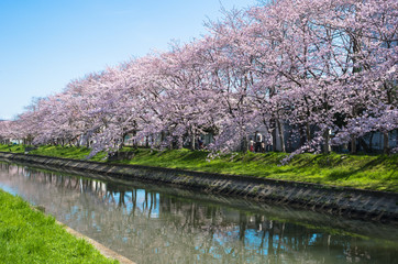 川辺の桜並木