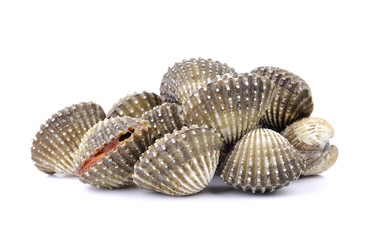 Fresh Clam shellfish food on white background