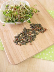 Samen und Sprossen von Linsen, Rettich und Quinoa