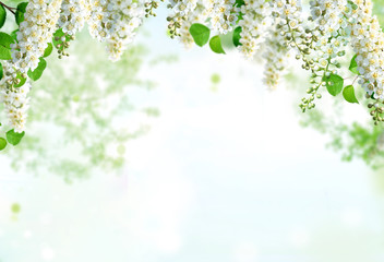 Obraz premium spring background