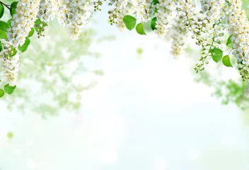 Abwaschbare Fototapete Frühling spring background