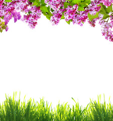Spring flowers  and green grass on white background