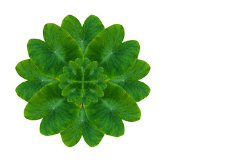 Create from leaf .(Flower concept)