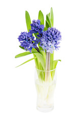 Bouquet of fresh hyacinths isolated over white