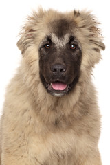 Caucasian Shepherd puppy
