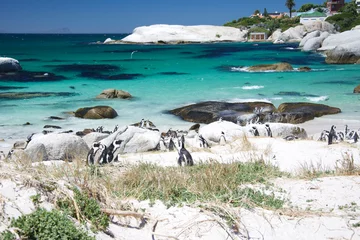 Foto op Plexiglas African Penguins © flowr420