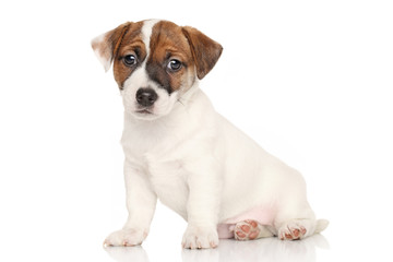 Obraz premium Jack Russell puppy on white background