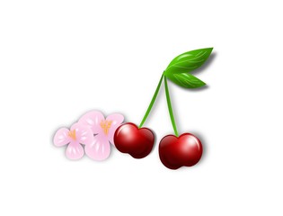Cherry with cherry blossom