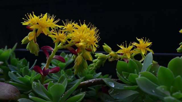 fiori gialli timelaps