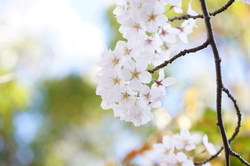 Obraz premium 桜