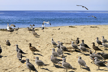 mouettes sur la côte californienne