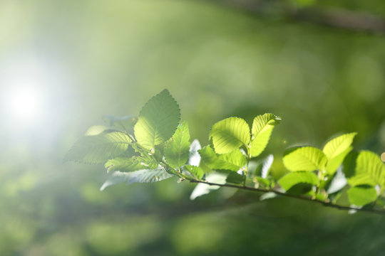 Green leaves with sun rays